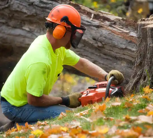 tree services Dobbins Heights